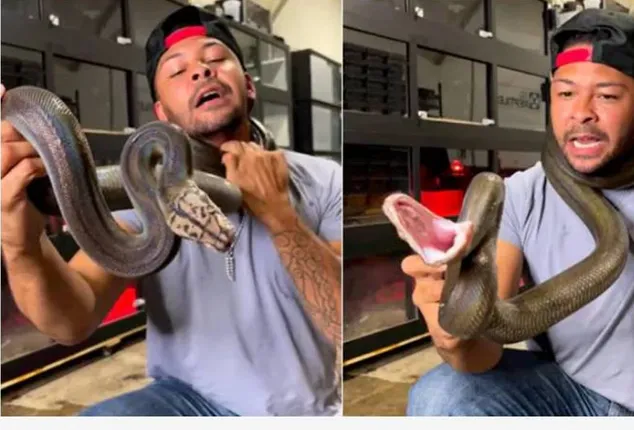 ଅଜଗରକୁ ହଇରାଣ କରିବା ଯୁବକଙ୍କୁ ମହଙ୍ଗା ପଡ଼ିଲା