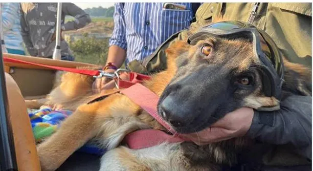 ‘ଭାରତ ଯୋଡ଼ୋ ଯାତ୍ରା’ରେ ଏହି କାରଣରୁ  ସାମିଲ ହୋଇଛି କୁକୁର