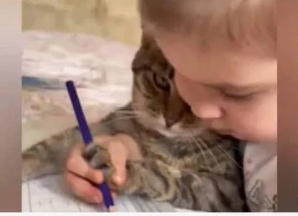 ରଙ୍ଗିନ ପେନସିଲ ଧରାଇ ବିଲେଇକୁ ଚିତ୍ରରେ ରଙ୍ଗ ଭରିବା ଶିଖାଉଛି ଶିଶୁ