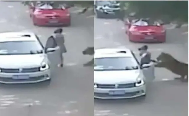 ଗାଡ଼ିରେ ବସିଥିବା ମହିଳାଙ୍କୁ ଝାମ୍ପି ନେଇ ଏଭଳି ଅବସ୍ଥା କଲା ବାଘ