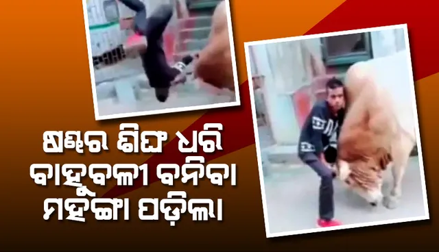 ଷଣ୍ଢ ସାମ୍ନାରେ ବାହୁବଳୀ ହେବା ଯୁବକଙ୍କୁ ମହଙ୍ଗା ପଡ଼ିଲା