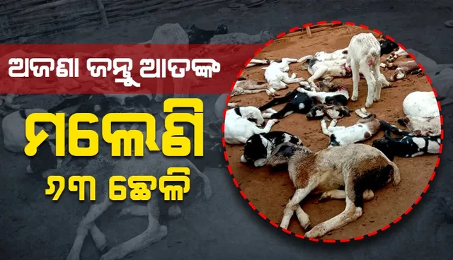 କାଶୀନଗରରେ ଅଜଣା ଜନ୍ତୁ ଆତଙ୍କ: ୬୩ଟି ଛେଳି ମୃତ, ୨୮ଗୁରୁତର