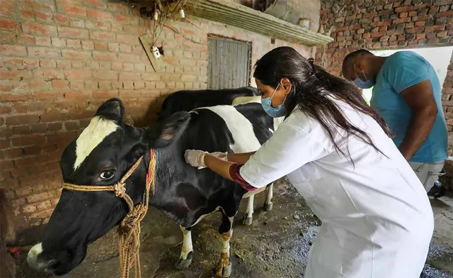 ପ୍ରାଣୀ ଚିକିତ୍ସା ସେବା କ୍ୟାଡର କର୍ମଚାରୀଙ୍କୁ ଛୁଟି ମନା