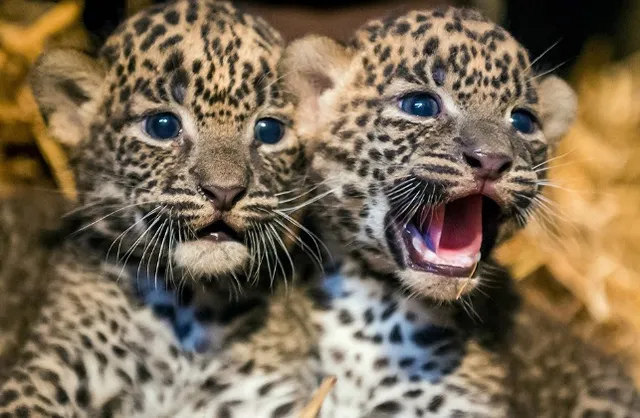 ବି‌ରାଡ଼ିଛୁଆ ଭାବି ଗାଁ ପିଲାଏ ଧରିଥିବା ଛୁଆଙ୍କୁ ଫେରାଇ ନେଲା ମାଆ କଲରାପତ୍ରିଆ