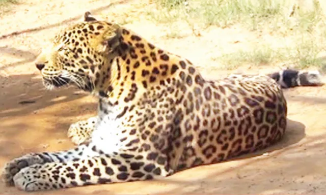 ବୃଦ୍ଧା ବାଘୁଣୀ ଅନିତା ଅସୁସ୍ଥ