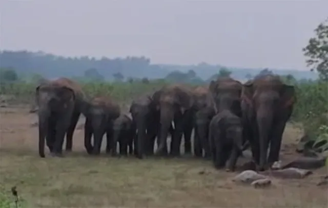 ଓଡ଼ିଶାରେ କେତେ ହାତୀ? ୫ବର୍ଷ ହେଲା ଗଣନା ହେଉନି