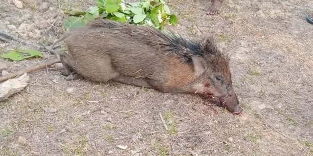 ତାର ବିଛାଇ ୨ ବାରହା ଧରିଲେ ଦୁର୍ବୃତ୍ତ, ବିଦ୍ୟୁତ ବିଭାଗର କର୍ମଚାରୀ ସ‌ହଯୋଗ କରିଥିବା ଅଭିଯୋଗ