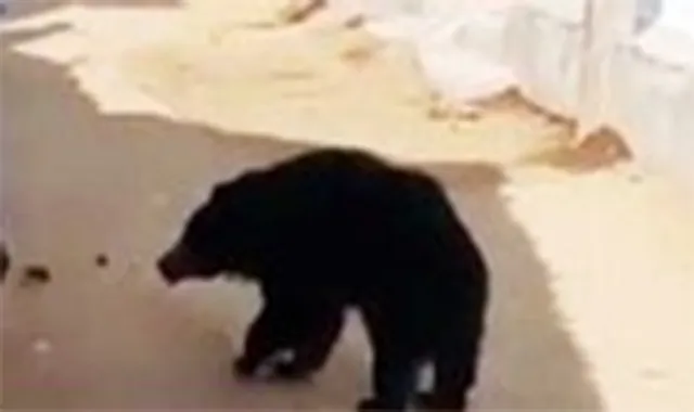 ସାଲିହା ଗାଁରେ ବୁଲୁଛି ଭାଲୁ, ଖାଇବାକୁ ଦେଇ  ସେଲ୍‌ଫି ନେଉଛନ୍ତି