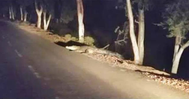 ରାସ୍ତାରେ ବୁଲୁଛି ବଉଳା କୁମ୍ଭୀର