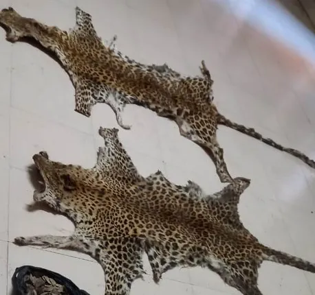 ଏସଟିଏଫ୍ ପଞ୍ଝାରେ ଚୋରା ବେପାରୀ: ଦୁଇଟି କଲରାପତରିଆ ବାଘଛାଲ ଜବତ