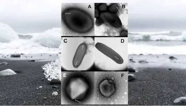ବରଫଚଟା‌ଣ ତଳୁ ମିଳିଲା ୫୦ ହଜାର ବର୍ଷ ତଳର ଭାଇରସ୍‌