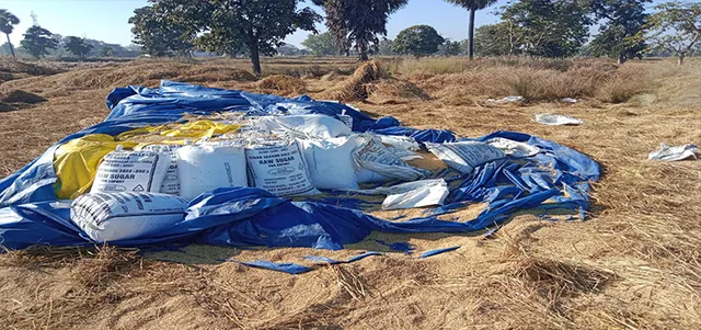 ହାତୀ ଖାଇଗଲେ ଅମଳ ଧାନ