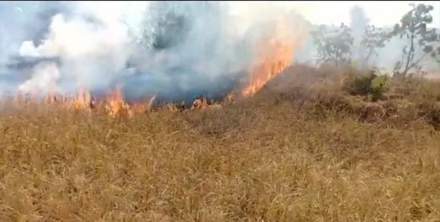 ଧାନ କିଆରି ଓ ଖଳାରେ ଲାଗିଲା ନିଆଁ