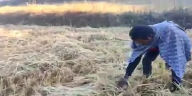 ଲାଞ୍ଜିଗଡ଼ରେ ହାତୀ ଉପଦ୍ରବ, ବ୍ୟାପକ ଫସଲ ନଷ୍ଟ