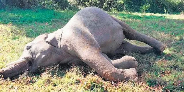 ବିଦ୍ୟୁତ୍ ତାର ଲାଗି ହାତୀ ମୃତ୍ୟୁ ଘଟଣା, ୨ ଅଟକ  