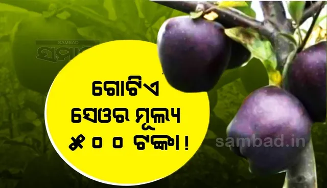 ସେଓର ନାମ ‘ବ୍ଲାକ ଡାଏମଣ୍ଡ୍’, ମୂଲ୍ୟ ରହିଛି ଗୋଟାକୁ ୫୦୦ଟଙ୍କା