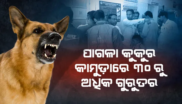 ପାଗଳା କୁକୁର କାମୁଡ଼ାରେ ୩୦ରୁ ଅଧିକ ଲୋକ ଗୁରୁତର