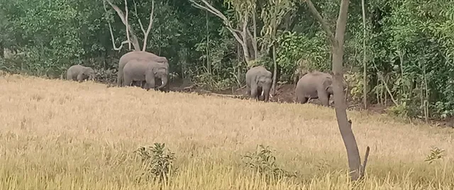 ଅସୁସ୍ଥ ହାତୀକୁ ଜଗିଛନ୍ତି ହାତୀପଲ