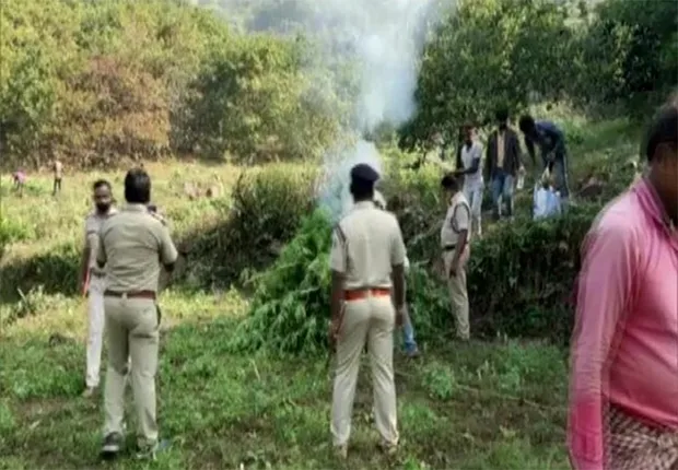 ୩୧ ଏକରର ଗଞ୍ଜେଇ ଗଛ କାଟିଲା ପୁଲିସ