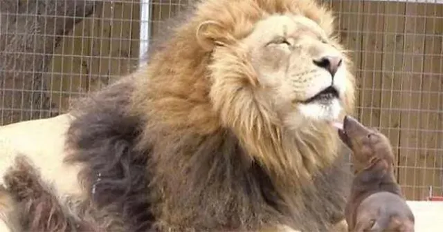 ମମତାର ମୂଲ