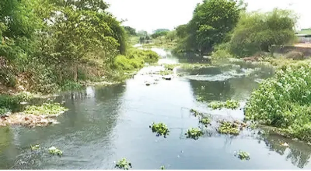 ବିଏମ୍‌ସି ଅଧୀନକୁ ଆସିବନି ଗଙ୍ଗୁଆ