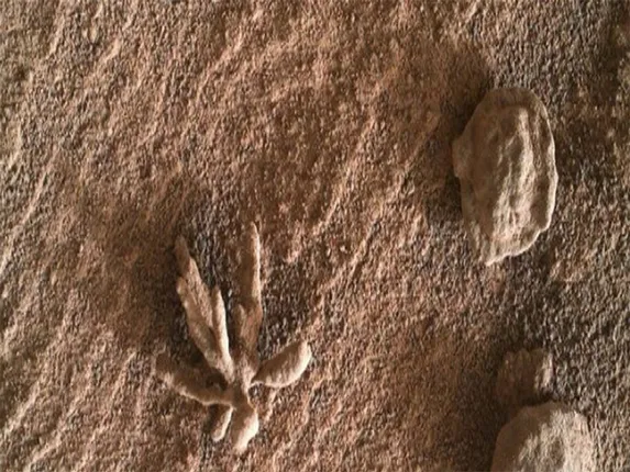 ନୂଆ ସମୟ ନୂଆ କଥା: ଫୁଲ ସଦୃଶ ପଥର