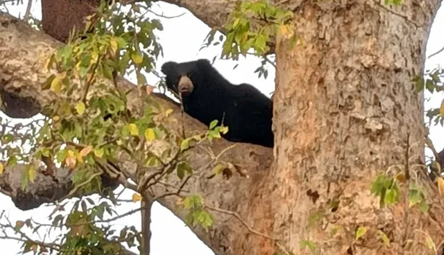 ମହୁଁଫେଣା ଖାଇବା ଲୋଭରେ ଗଛ ଉପରେ ଚଢ଼ିଲା ଭାଲୁ
