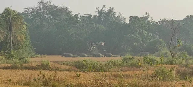 କାମାକ୍ଷାନଗରରେ ୧୧ ଟିକିଆ ହାତୀପଲ: ଲୋକେ ଆତଙ୍କିତ