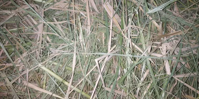 ଦେଓଗାଁ ରେଞ୍ଜରେ ହାତୀ ଉପଦ୍ରବ: ଭୟରେ କଞ୍ଚାଧାନ କାଟି ଦେଲେ ଚାଷୀ