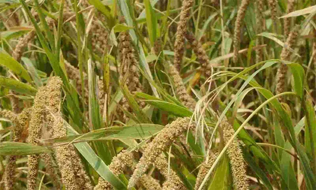 ଖୁବ୍‌ଶୀଘ୍ର ସୁଆଁ, କାଙ୍ଗୁର ହେବ ଏମ୍‌ଏସ୍‌ପି ଘୋଷଣା