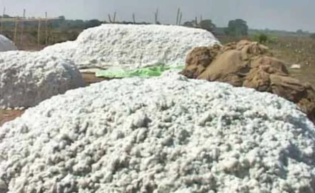 ମହାରାଷ୍ଟ୍ର ମୁହାଁ ସୁବର୍ଣ୍ଣପୁରର କପା