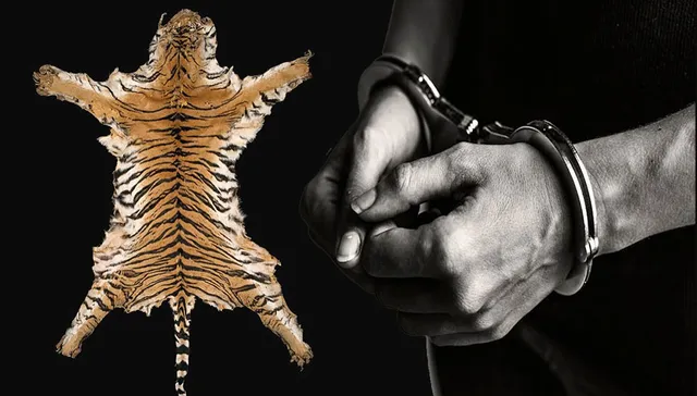 ବାଘ ଚମଡ଼ା ବିକ୍ରେତା ଆନ୍ଧ୍ର ପାର୍‌! ହତ୍ୟା କରିଥିଲା ବାପା, ପୁଅ କରିଥିଲା ଡିଲ୍