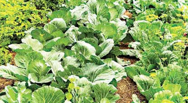 କମୁଛି ପରିବା ଦର, ଚିନ୍ତାରେ ଚାଷୀ