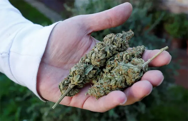 ପୋଡ଼ି ନଷ୍ଟକଲେ ଜବତ ୧୮୨୦ କିଲୋ ଗଞ୍ଜେଇ