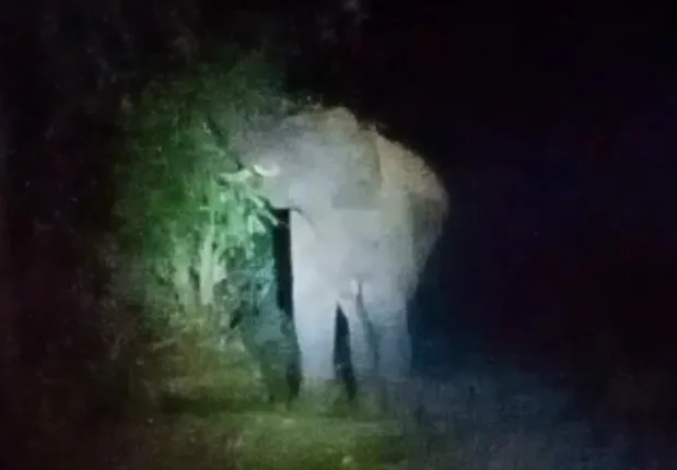 ଲାଞ୍ଜିଗଡ଼ ବ୍ଲକ ଦକ୍ଷିଣ ବନଖଣ୍ଡ ବିଶ୍ବନାଥପୁର ଅଞ୍ଚଳରେ ହାତୀ ଉପଦ୍ରବ: ଚିନ୍ତାରେ ଗ୍ରାମବାସୀ