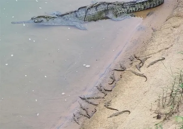 ସାତକୋଶିଆରେ କୁମ୍ଭୀର ଗଣନା ଆରମ୍ଭ