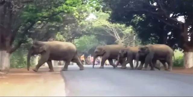 କେନ୍ଦୁଝରରେ ବନ୍ୟପ୍ରାଣୀ ଉପଦ୍ରବ: ମାରୁଛନ୍ତି, ମରୁଛନ୍ତି