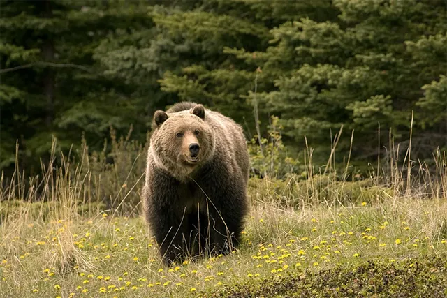 ଭାଲୁର ମୃତଦେହ ଉଦ୍ଧାର