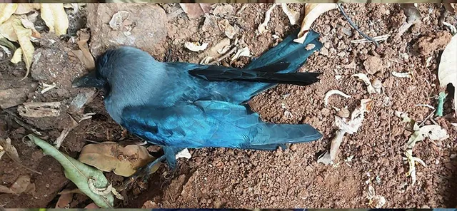 କାଳିଆପାଣିରେ କାଉ ମଡ଼କ