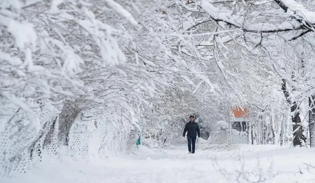ଆଫଗାନିସ୍ତାନ ଶୀତରେ ୨ ଲକ୍ଷ ଗାଈଗୋରୁ ମୃତ