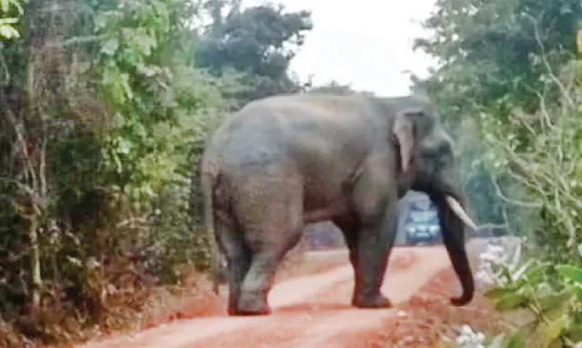 ଭରତପୁରକୁ ଫେରିଲା ଦନ୍ତା ରାମୁ