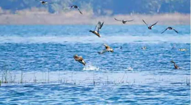 ରେକର୍ଡ: ହୀରାକୁଦ ଜଳଭଣ୍ଡାରରେ ୩ ଲକ୍ଷରୁ ଅଧିକ ପକ୍ଷୀ