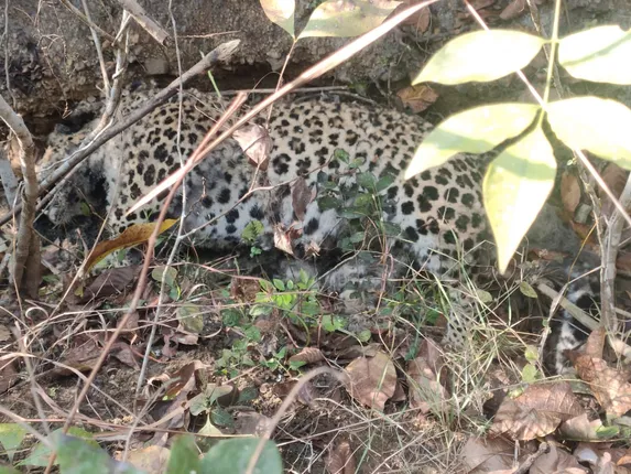 ଦୁଦୁରକୋଟ ନିକଟସ୍ଥ ଜଙ୍ଗଲରୁ କଲରାପତରିଆ ବାଘର ମୃତଦେହ ଉଦ୍ଧାର; ମୃତ୍ୟୁର କାରଣ ଅସ୍ପଷ୍ଟ