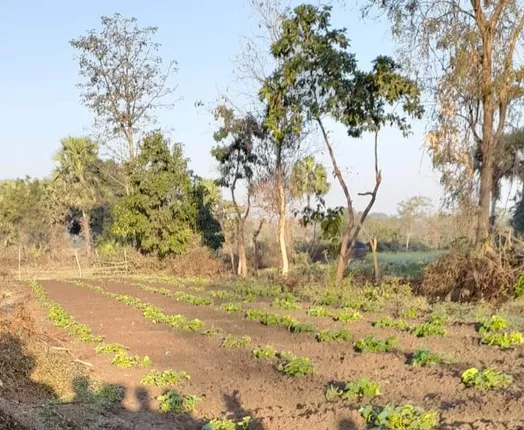 ଅନୁଗୁଳ ଜିଲ୍ଲାରେ ହାତୀ ଆକ୍ରମଣରେ ଚାରି ମୃତ, ବନ ବିଭାଗ କର୍ତ୍ତୃପକ୍ଷଙ୍କ ଦେଖା ନାହିଁ