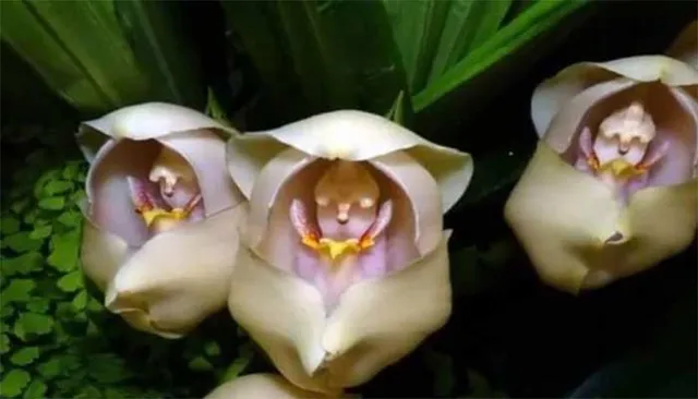 ନୂଆ ସମୟ ନୂଆ କଥା - ନିଆରା ଫୁଲ