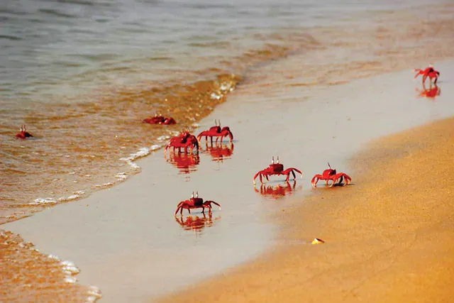 ସରକାରଙ୍କ ଦୃଷ୍ଟି ଆଢ଼ୁଆଳରେ ‘ଦେବୀନାସି’