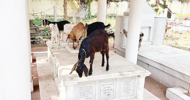 ଉତ୍କଳ ଗୌରବଙ୍କ ସମାଧିପୀଠର ଉଦ୍‌ବେଗଜନକ ଦୃଶ୍ୟ, କେବେ ଛେଳି ବୁଲୁଛନ୍ତି ତ କେବେ ପଶୁ କରୁଛନ୍ତି ମଳତ୍ୟାଗ