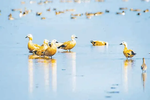 ଚିଲିକାରେ ଶୁଭିଲାଣି ବିଦେଶୀ ପକ୍ଷୀଙ୍କ କଳରବ