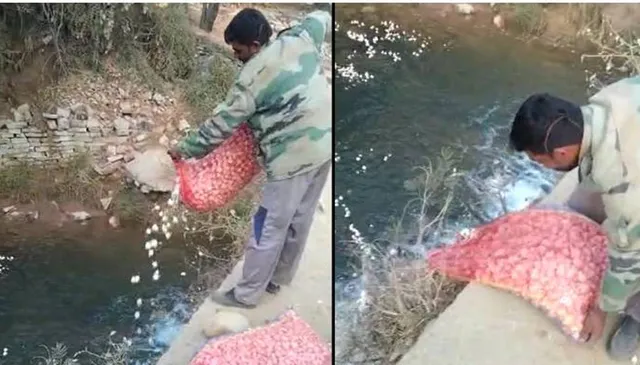 ରାଗରେ ଆସି ଚାଷୀ ବସ୍ତାବସ୍ତା ରସୁଣ ପାଣିରେ ଭସାଇ ଦେଲେ