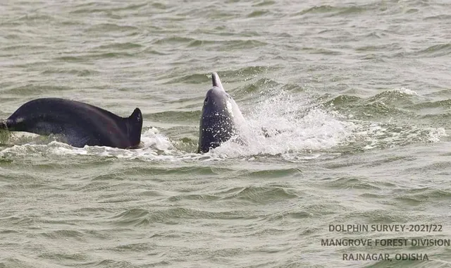 ରାଜ୍ୟରେ ୭୩୩ ‌ଡଲଫିନ୍ ଚିହ୍ନଟ, କେବଳ ଗହୀରମଥା ଓ ଭିତରକନିକାରେ ୫୫୦